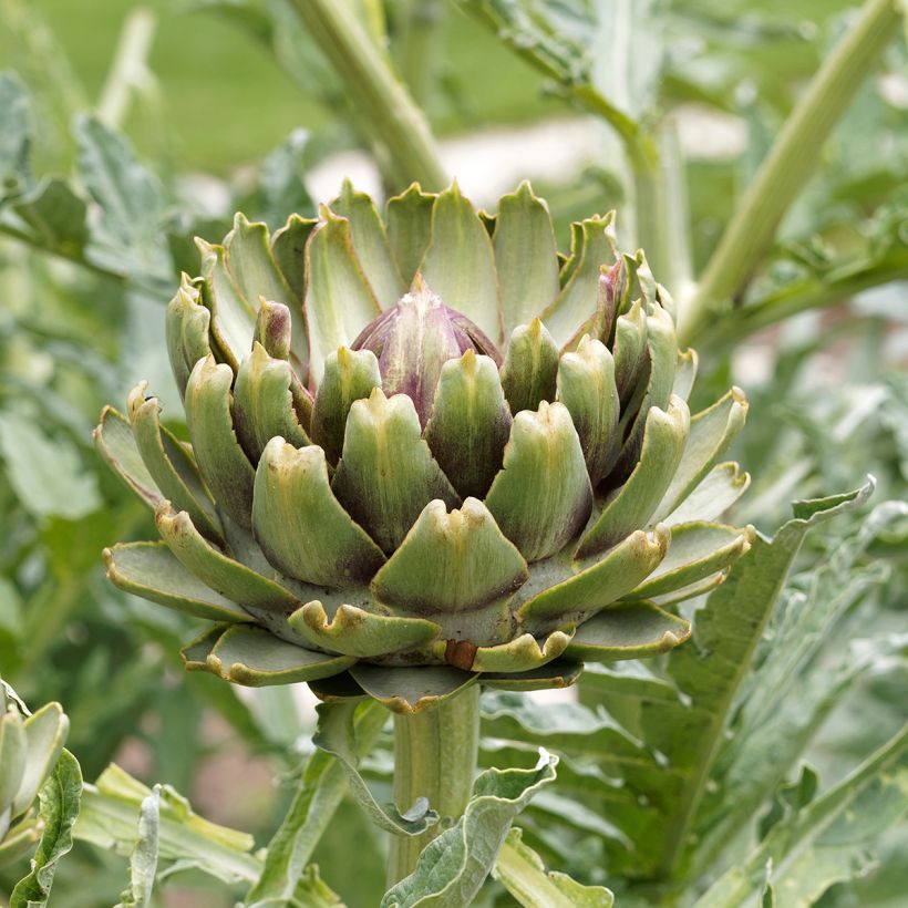 Artischocke Artichaut Gros vert de Laon (Blüte)