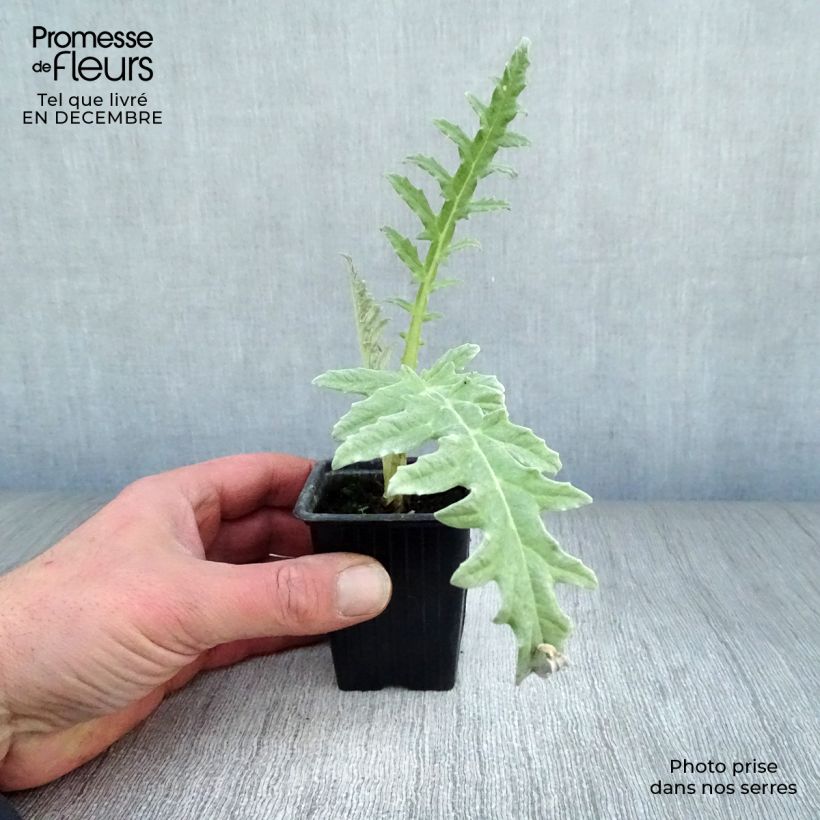 Exemplar von Artischocke Violet de Provence Pflanzen Kleine Töpfe von 7/8 cm wie im Winter geliefert