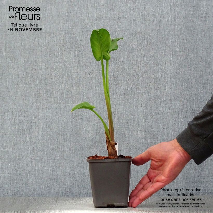 Exemplar von Zantedeschia aethiopica - Zimmercalla Kleine Töpfe von 8/9 cm wie im Herbst geliefert