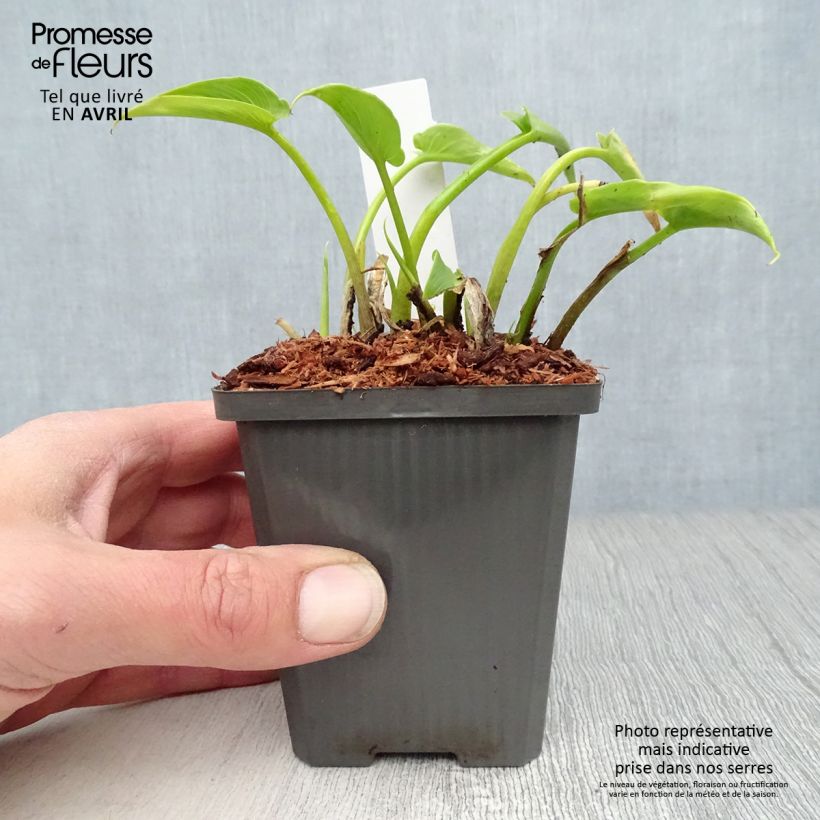 Exemplar von Zantedeschia aethiopica - Zimmercalla Kleine Töpfe von 8/9 cm wie im Frühjahr geliefert