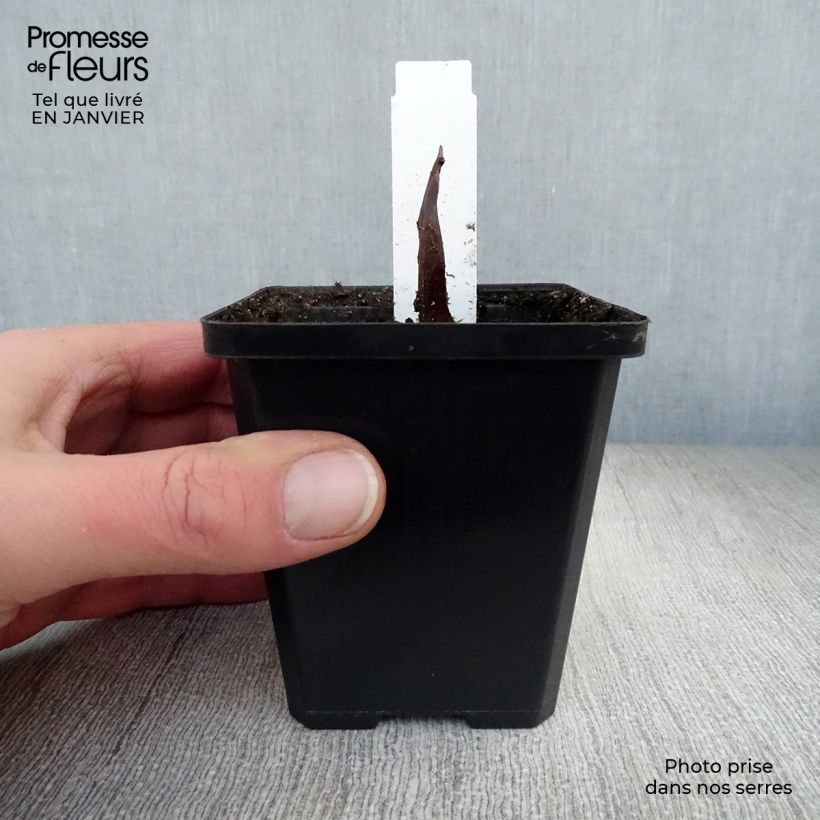 Exemplar von Calla palustris - Schlangenwurz Kleine Töpfe von 8/9 cm wie im Winter geliefert