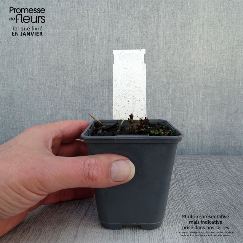 Exemplar von Aruncus dioïcus var. kamtschaticus - Wald-Geissbart Kleine Töpfe von 8/9 cm wie im Winter geliefert