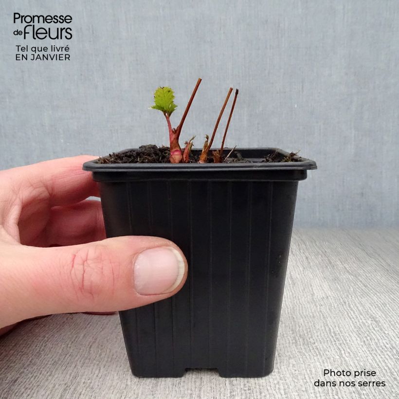 Exemplar von Aruncus dioïcus sylvestris - Wald-Geissbart Kleine Töpfe von 7/8 cm wie im Winter geliefert