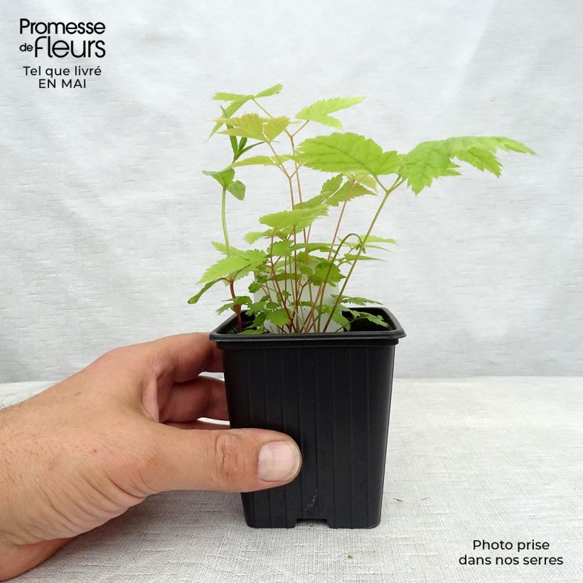 Exemplar von Aruncus dioïcus sylvestris - Wald-Geissbart Kleine Töpfe von 7/8 cm wie im Frühjahr geliefert