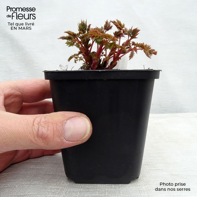 Exemplar von Aruncus Misty Lace - Geissbart Kleine Töpfe von 8/9 cm wie im Frühjahr geliefert