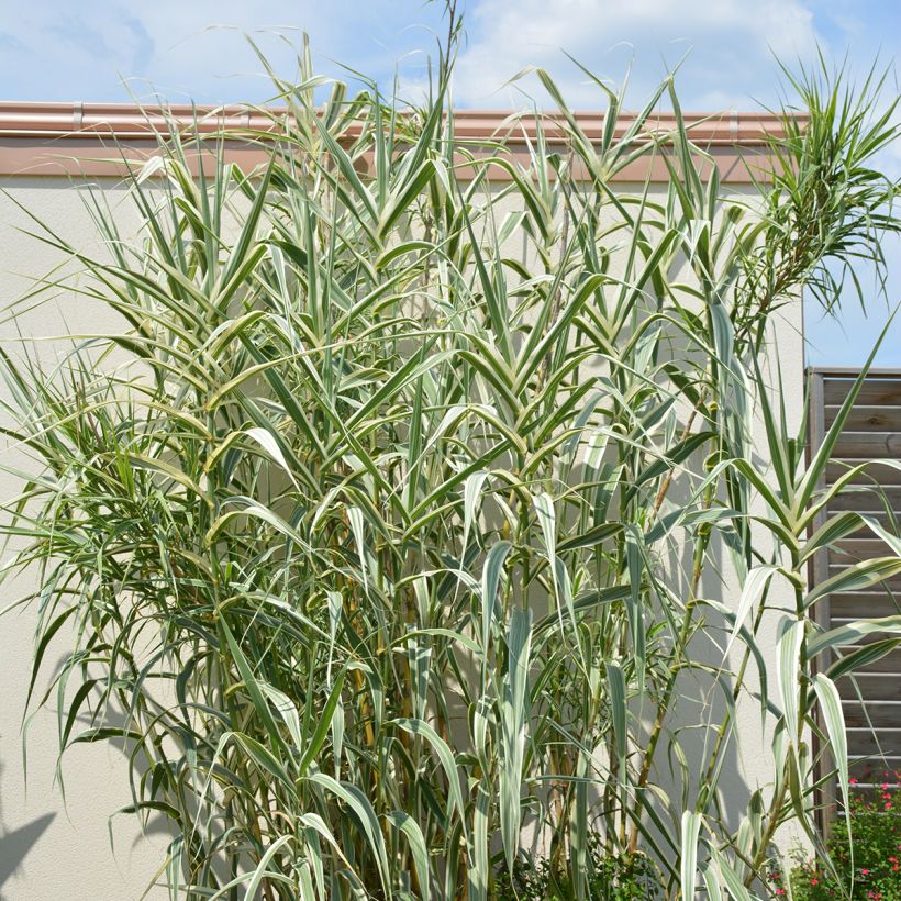 Arundo donax Ely - Spanisches Rohr (Hafen)