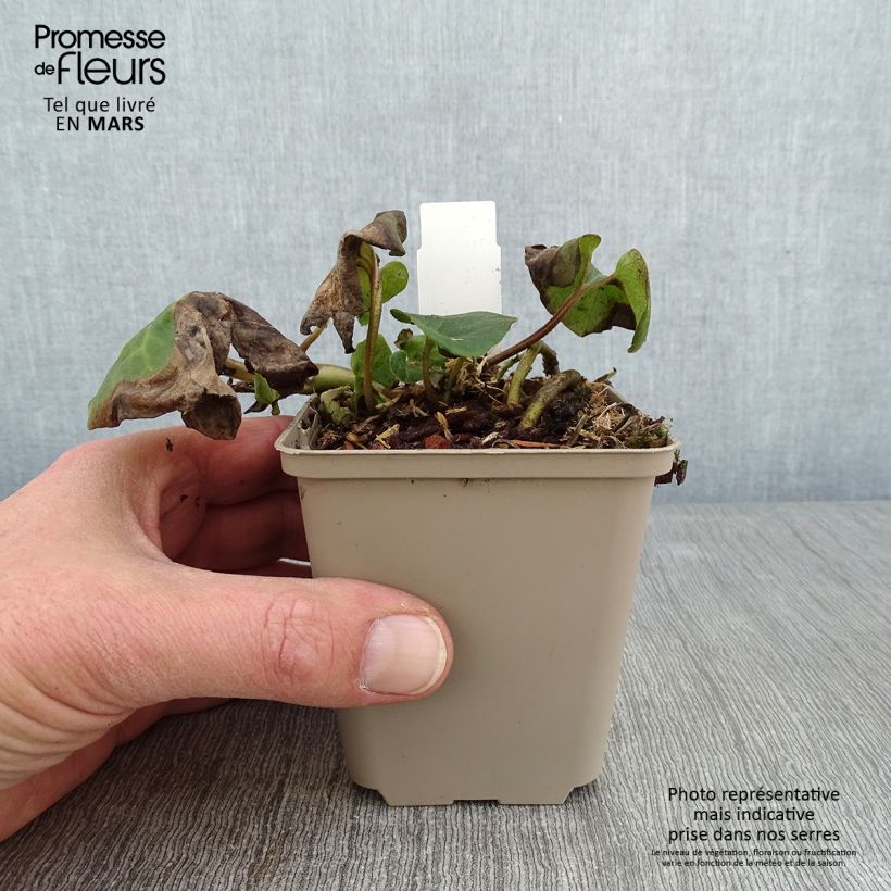 Exemplar von Asarum caudatum - Geschwänzte Haselwurz Kleine Töpfe von 8/9 cm wie im Winter geliefert