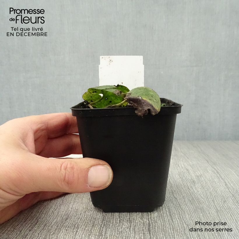 Exemplar von Asarum europaeum - Gewöhnliche Haselwurz Kleine Töpfe von 8/9 cm wie im Winter geliefert