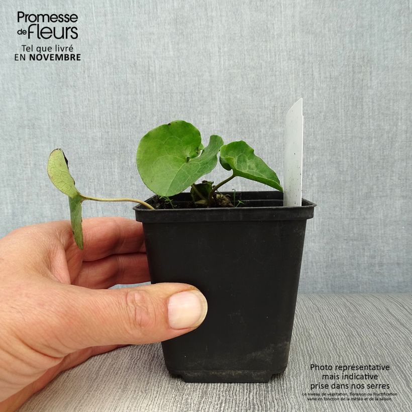 Exemplar von Asarum europaeum - Gewöhnliche Haselwurz Kleine Töpfe von 8/9 cm wie im Herbst geliefert