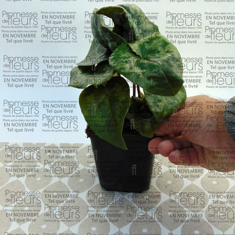 Beispiel eines Exemplars von Asarum maximum Giant - Chinesische Haselwurz Kleine Töpfe von 8/9 cm wie geliefert