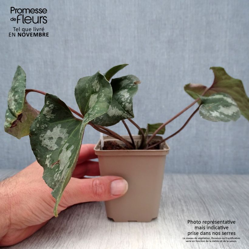 Exemplar von Asarum maximum Ling Ling - Chinesische Haselwurz Kleine Töpfe von 8/9 cm wie im Herbst geliefert