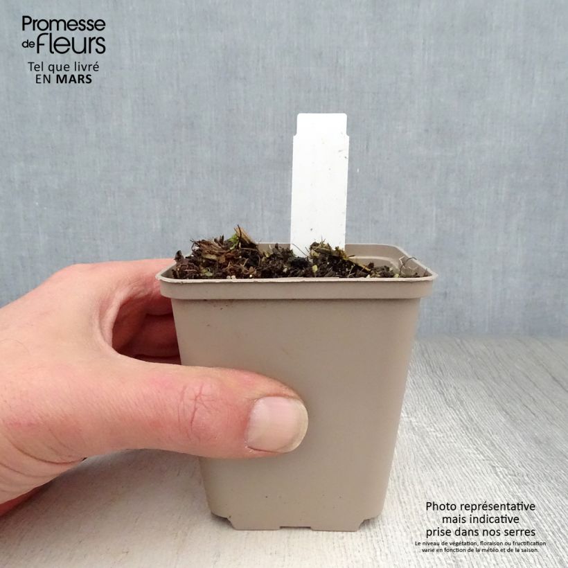 Exemplar von Asclepias speciosa - Prächtige Seidenpflanze Kleine Töpfe von 8/9 cm wie im Frühjahr geliefert