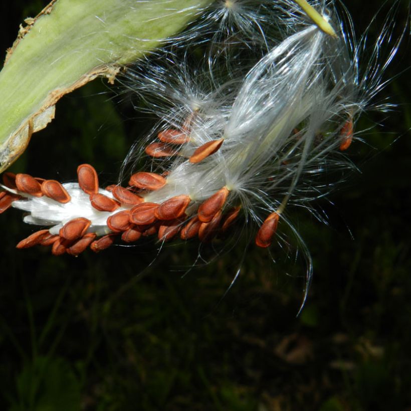 Asclepias curassavica - Curacao-Seidenpflanze (Ernte)