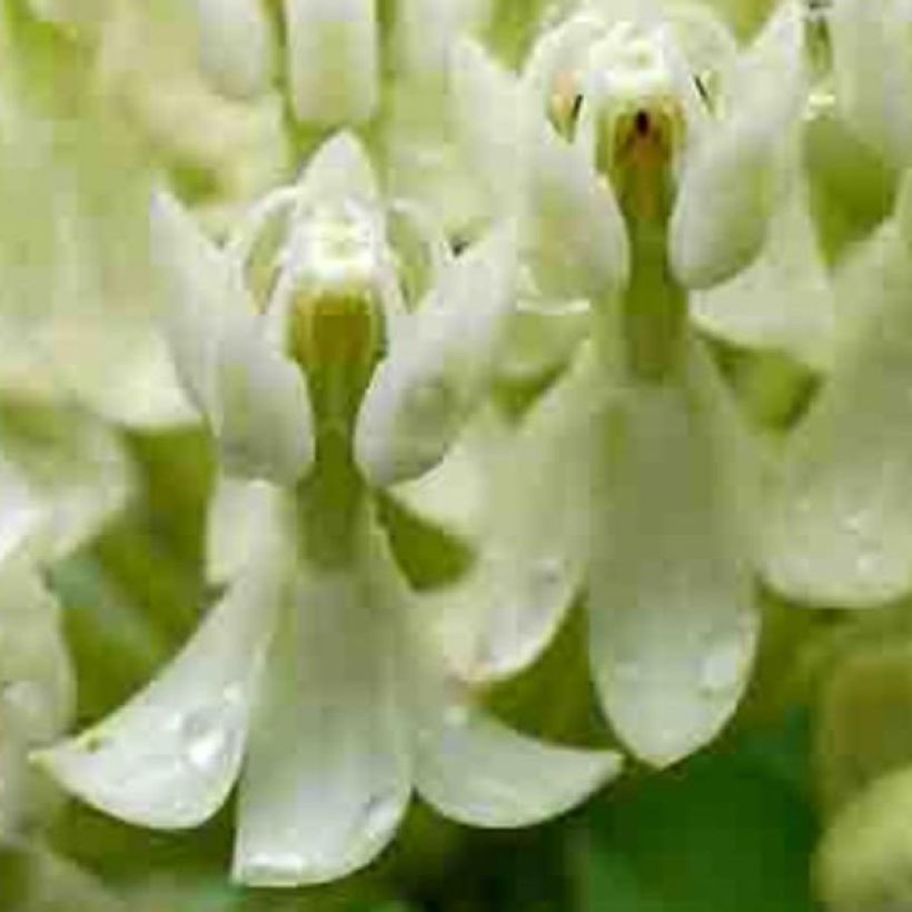 Asclepias incarnata Ice Ballet - Weissblühende Seidenpflanze (Blüte)