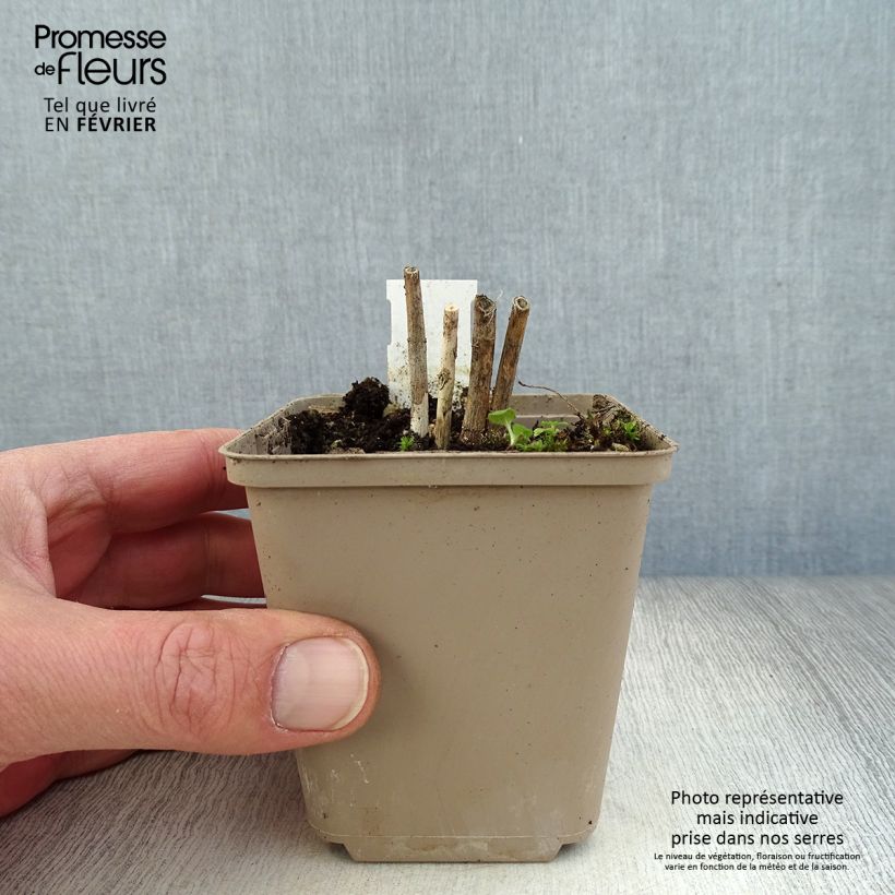 Exemplar von Asclepias incarnata Ice Ballet - Weissblühende Seidenpflanze Kleine Töpfe von 8/9 cm wie im Winter geliefert