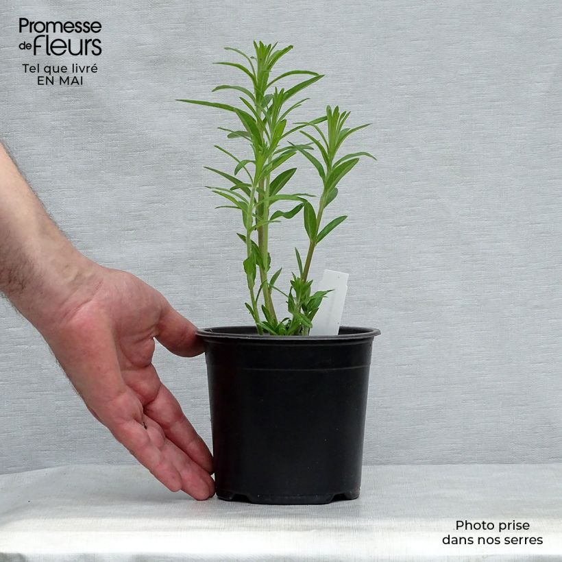 Exemplar von Asclepias tuberosa - Knollige Seidenpflanze Kleine Töpfe von 7/8 cm wie im Frühjahr geliefert