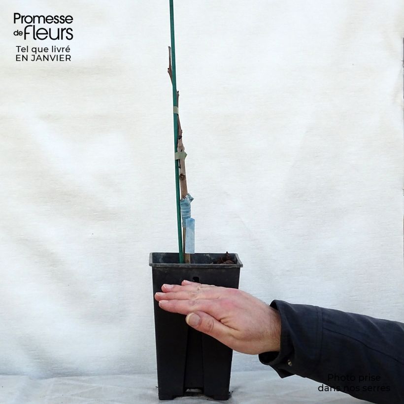 Exemplar von Papau Prima 1216 - Asimina triloba Topf mit 2L/3L wie im Winter geliefert