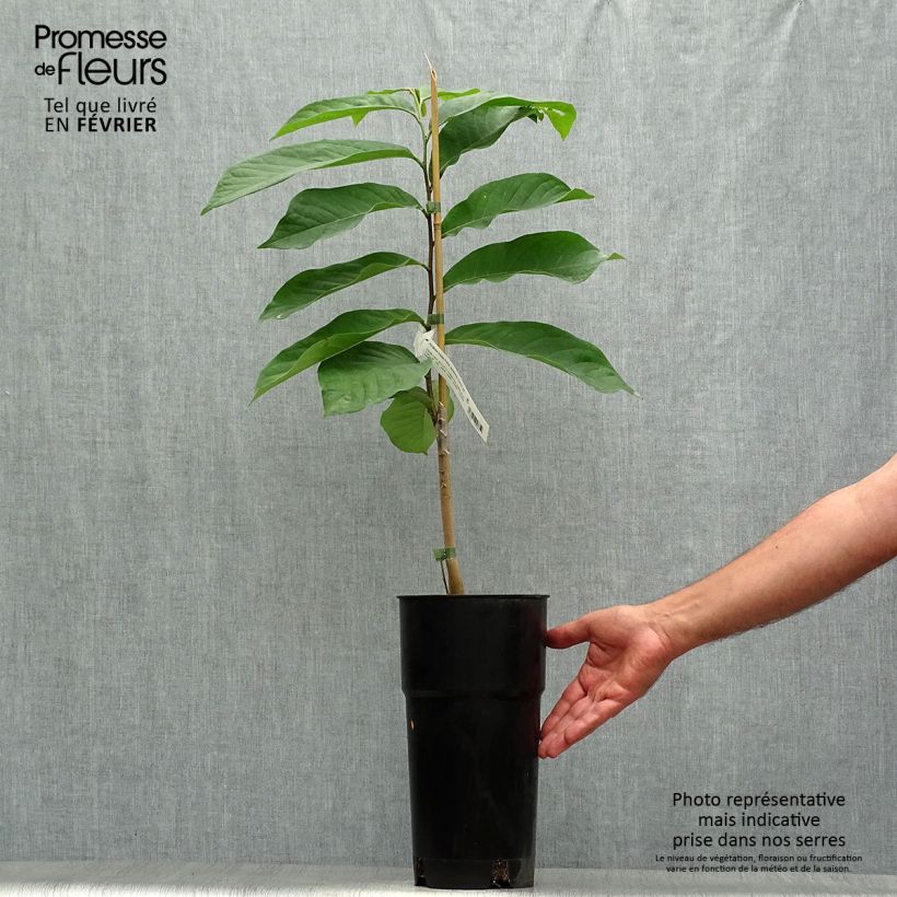 Exemplar von Papau Prima 1216 - Asimina triloba Topf mit 4L/5L wie im Herbst geliefert