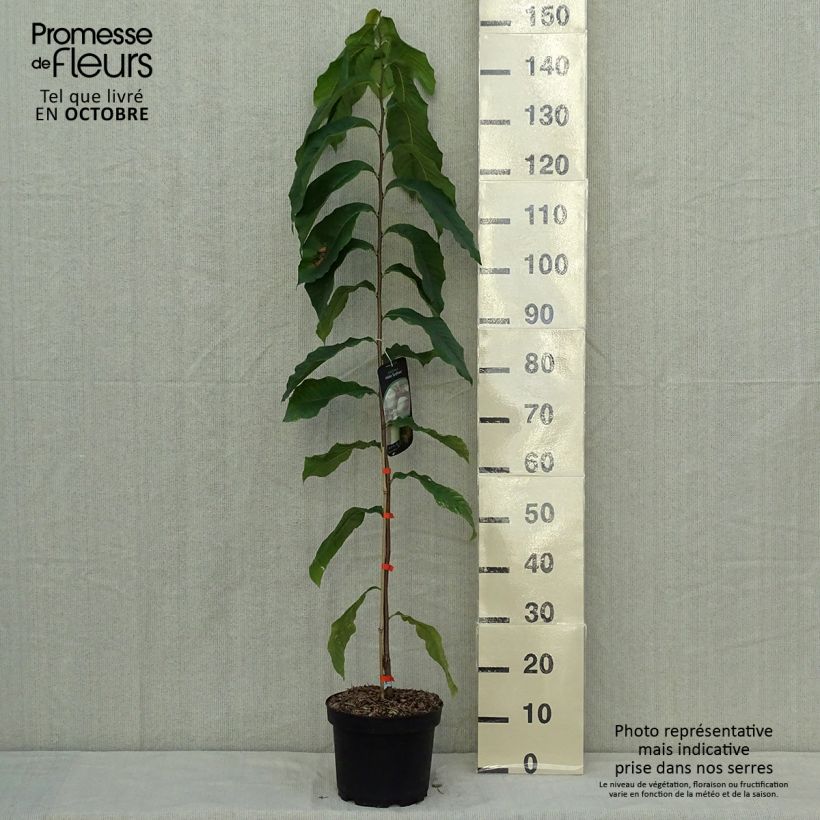 Exemplar von Papau Sunflower - Asimina triloba Topf mit 4L/5L wie im Herbst geliefert