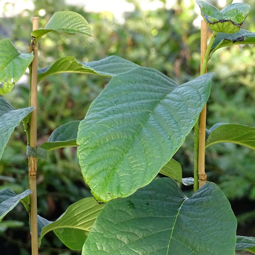 Papau Susquehanna Peterson Pawpaws - Asimina triloba (Laub)