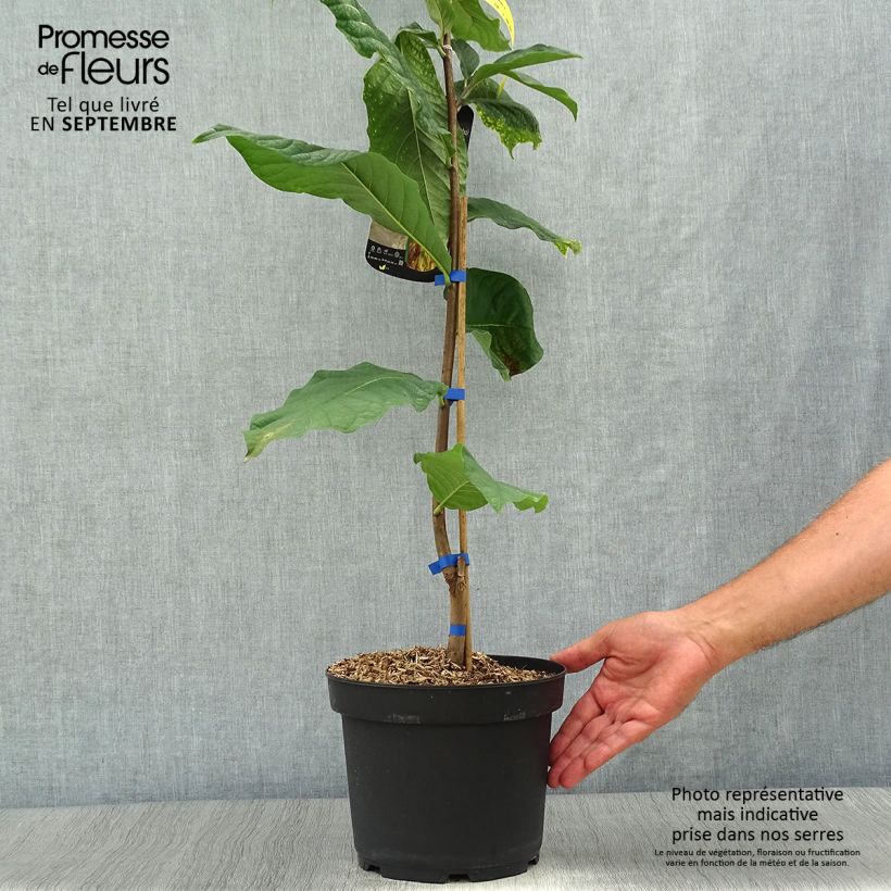 Exemplar von Papau Susquehanna Peterson Pawpaws - Asimina triloba Topf mit 3L/4L wie im Herbst geliefert