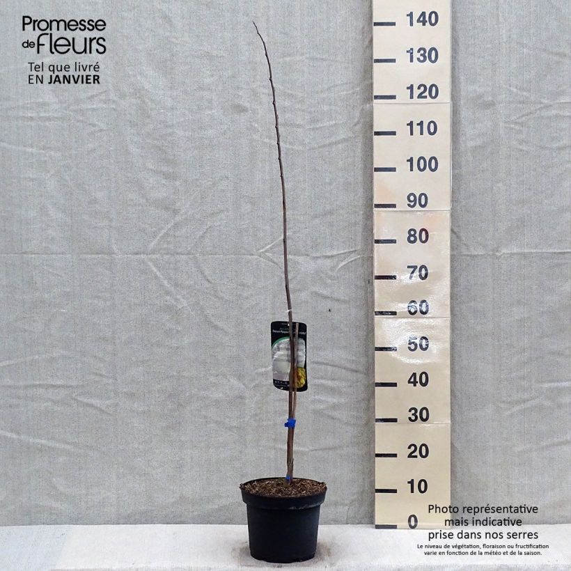 Exemplar von Papau Allegheny - Asimina triloba Topf mit 3L/4L wie im Winter geliefert