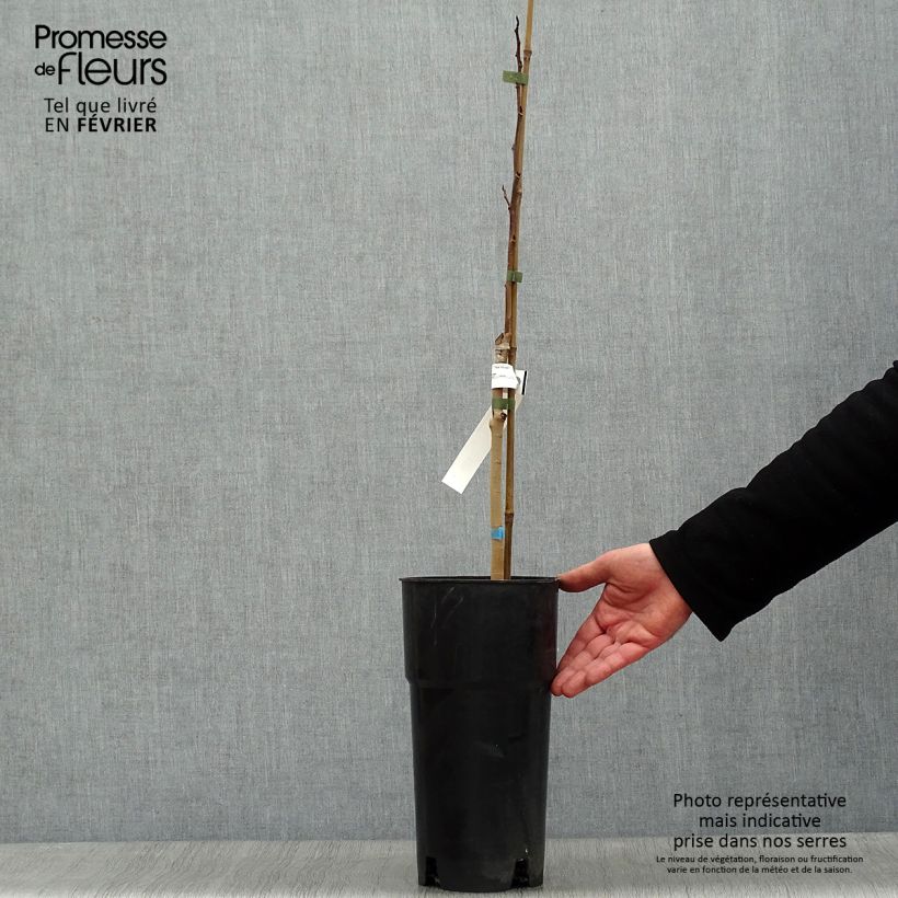 Exemplar von Papau Shenandoah - Asimina triloba Topf mit 3L/4L wie im Winter geliefert