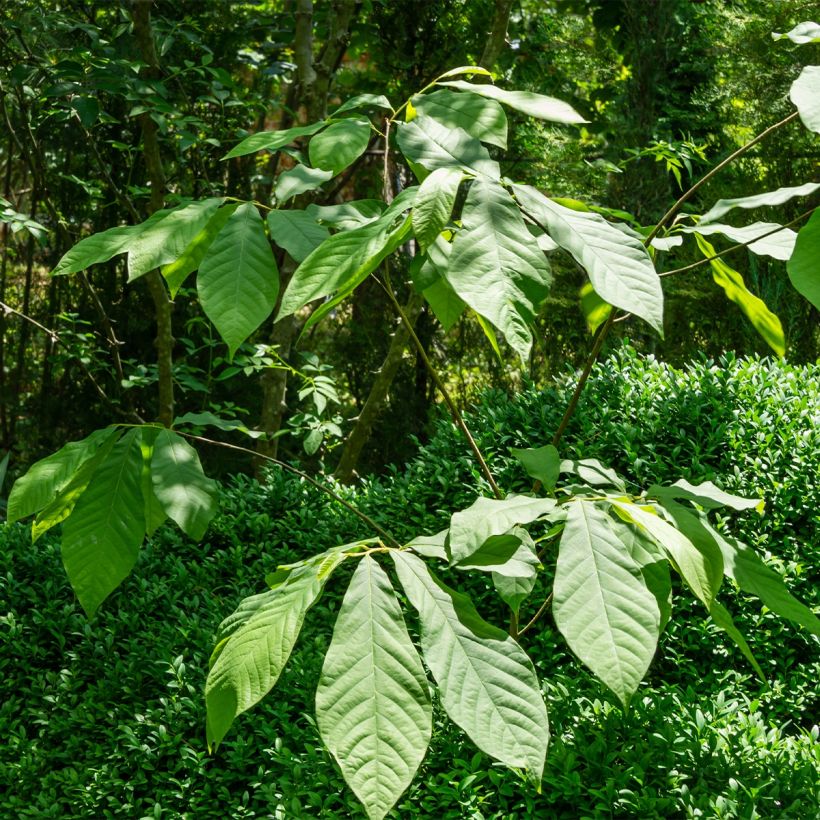 Papau Wells - Asimina triloba (Hafen)