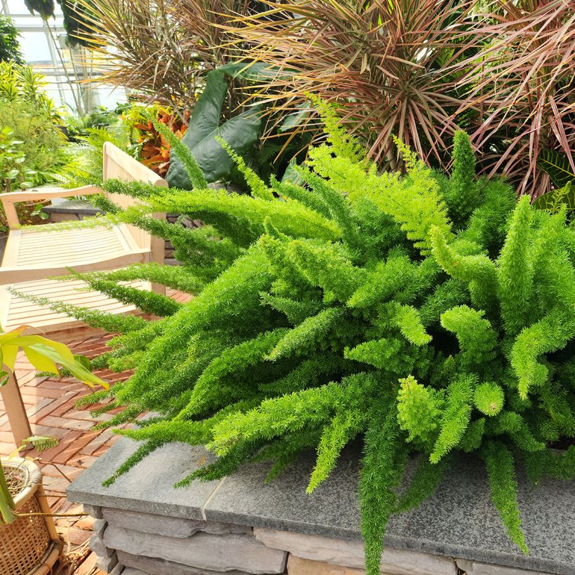 Asparagus densiflorus var. meyeri - Meyers Zierspargel (Hafen)