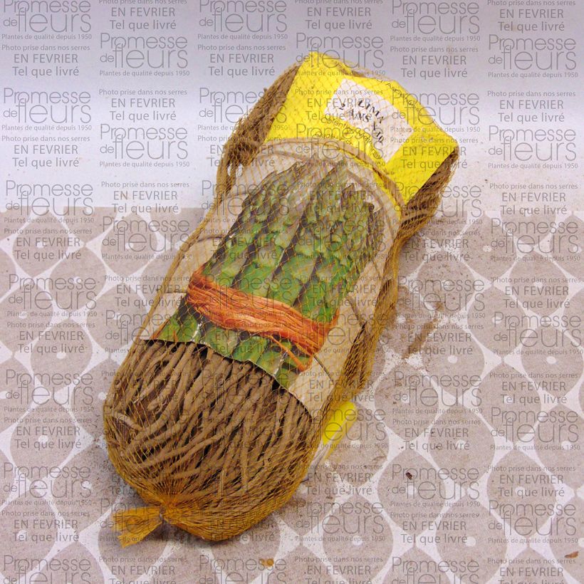 Beispiel eines Exemplars von Spargel Lima Verte - Asparagus officinalis Beutel mit 10 Knollen wie geliefert