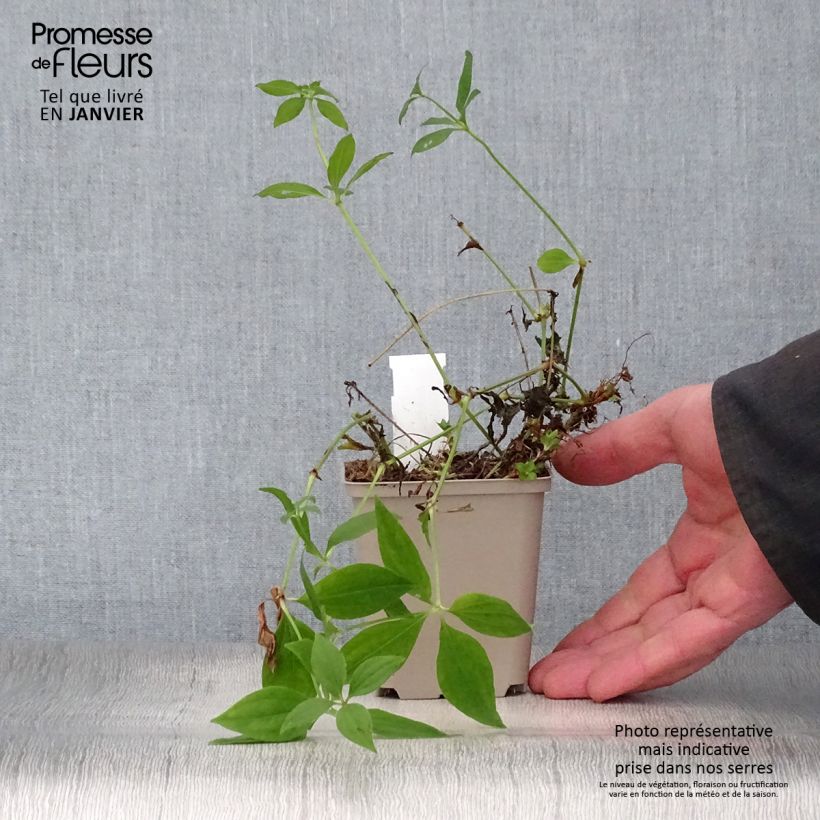 Exemplar von Asperula taurina - Turiner Meister Kleine Töpfe von 8/9 cm wie im Winter geliefert