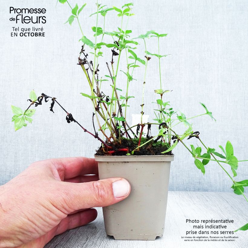 Exemplar von Asperula taurina - Turiner Meister Kleine Töpfe von 8/9 cm wie im Herbst geliefert