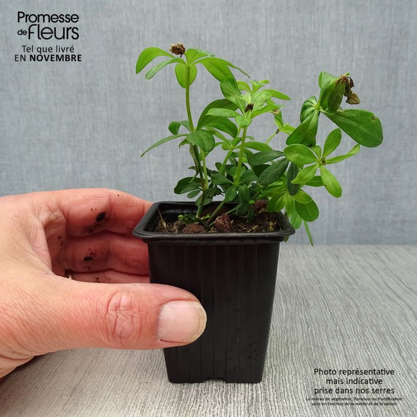 Exemplar von Waldmeister - Galium odoratum Kleine Töpfe von 7/8 cm wie im Herbst geliefert