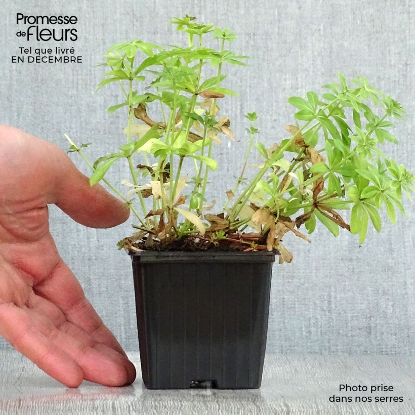 Exemplar von Waldmeister - Galium odoratum Kleine Töpfe von 7/8 cm wie im Winter geliefert