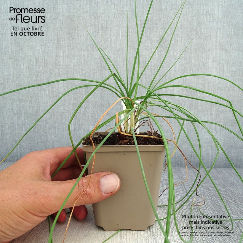 Exemplar von Asphodeline liburnica - Liburnischer Affodill Kleine Töpfe von 8/9 cm wie im Herbst geliefert