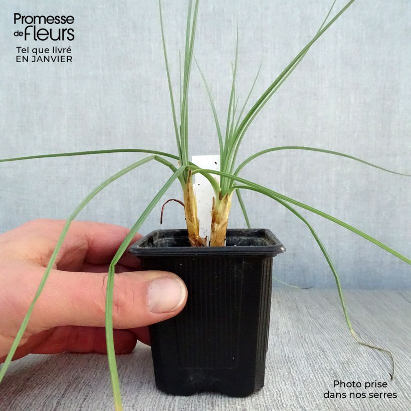 Exemplar von Asphodeline lutea - Große Affodeline Kleine Töpfe von 7/8 cm wie im Winter geliefert