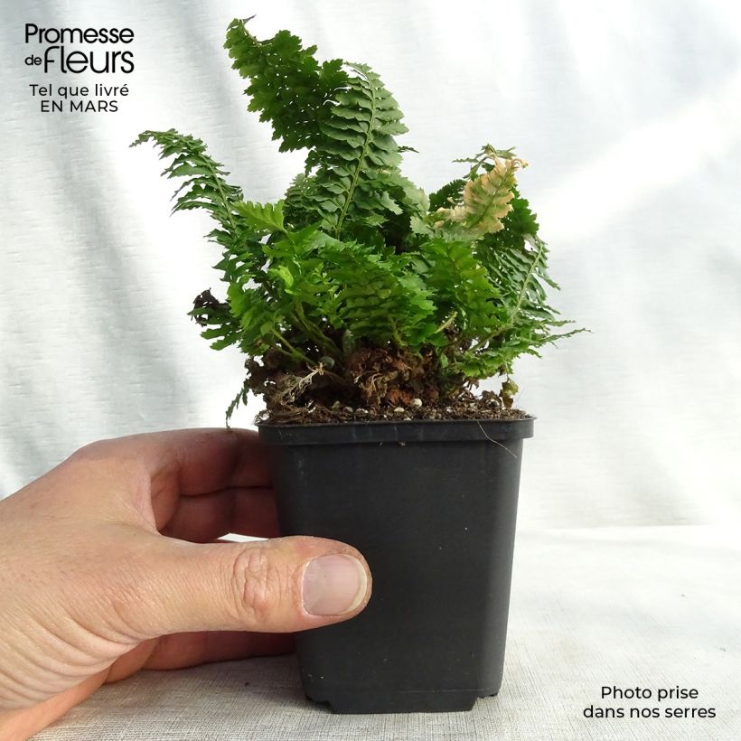 Exemplar von Weicher Schildfarn Congestum - Polystichum setiferum Kleine Töpfe von 8/9 cm wie im Winter geliefert
