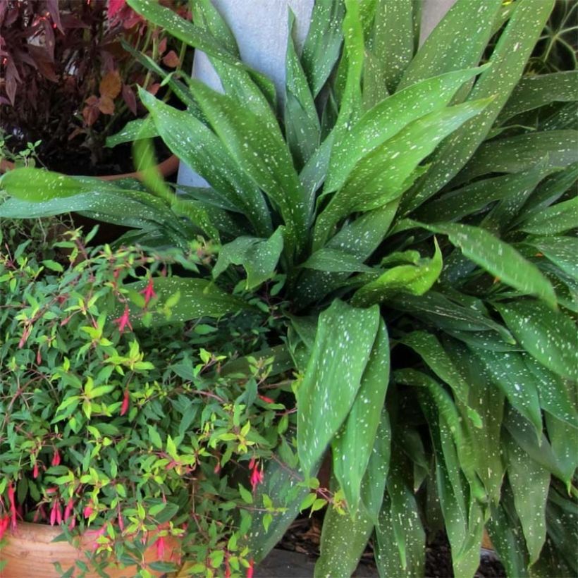 Aspidistra Milky way - Schusterpalme (Hafen)