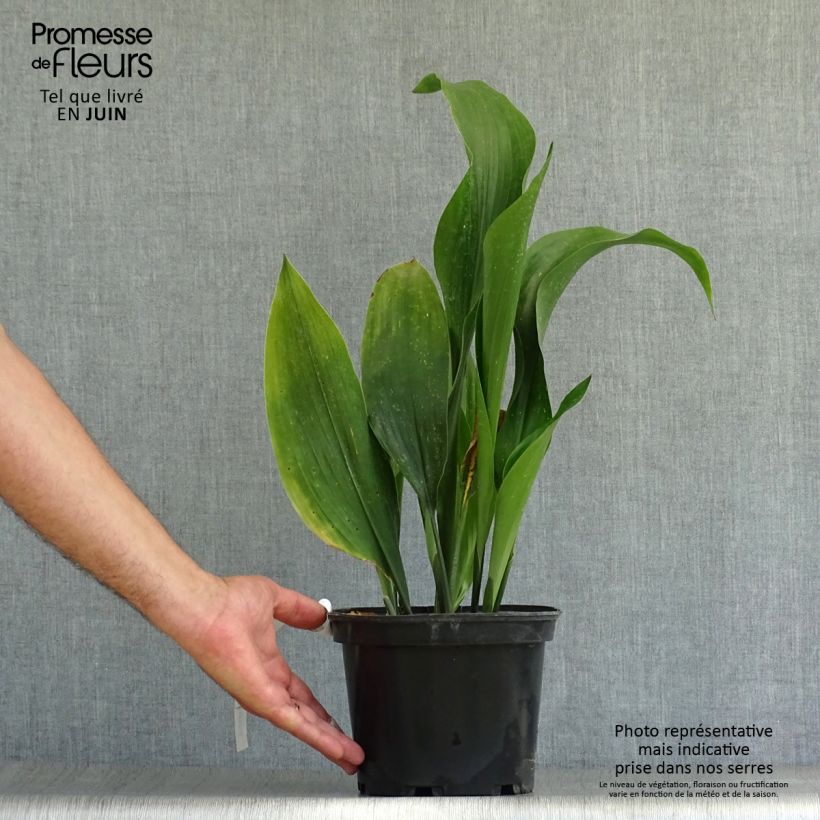 Exemplar von Aspidistra elatior - Schusterpalme Topf mit 2L/3L wie im Sommer geliefert