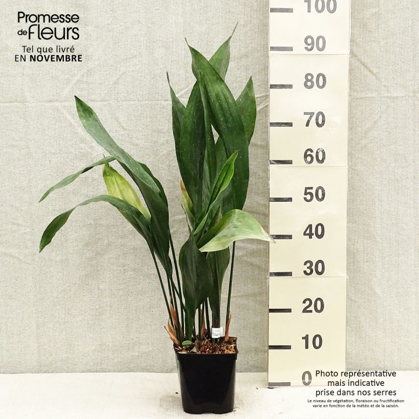Exemplar von Aspidistra elatior Zebra - Schusterpalme Topf mit 2L/3L wie im Herbst geliefert