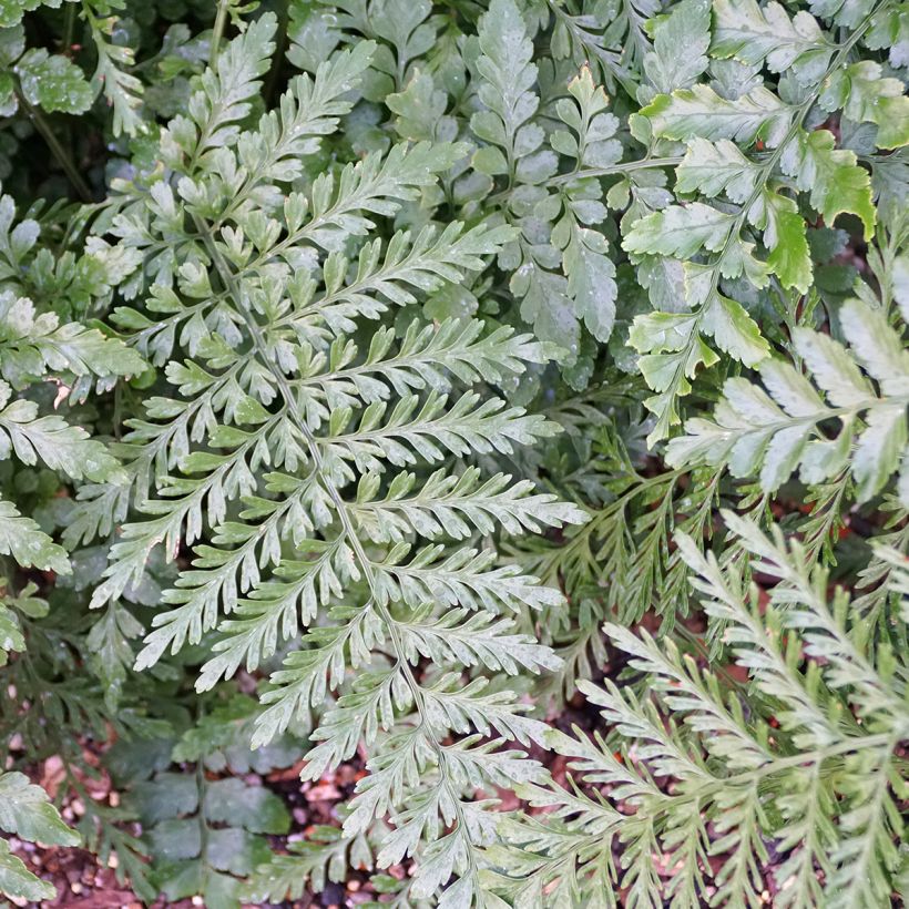 Asplenium Parvati - Vogel-Nestfarn (Laub)