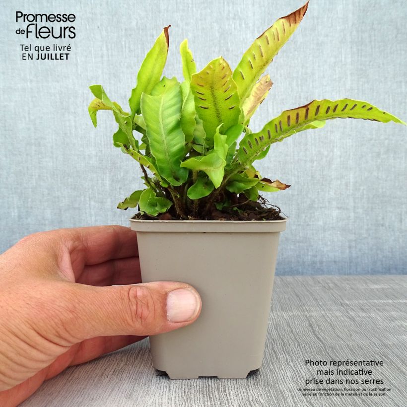 Exemplar von Hirschzungenfarn Bolton’s Nobile - Phyllitis scolopendrium Kleine Töpfe von 8/9 cm wie im Sommer geliefert