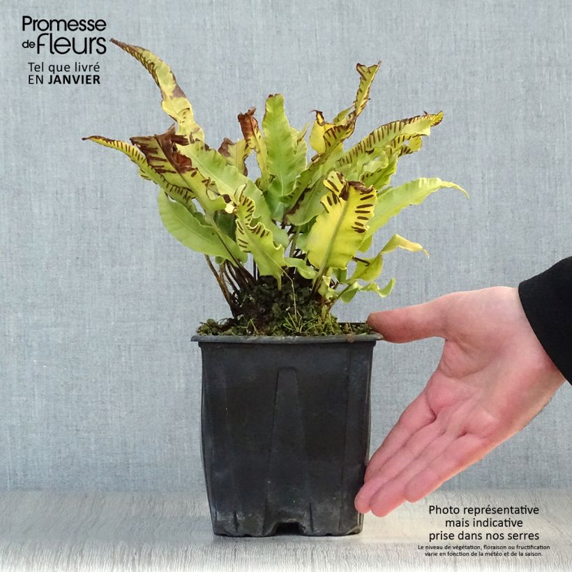Exemplar von Asplenium scolopendrium Cristatum Group - Hirschzungenfarn Topf mit 2L/3L wie im Winter geliefert