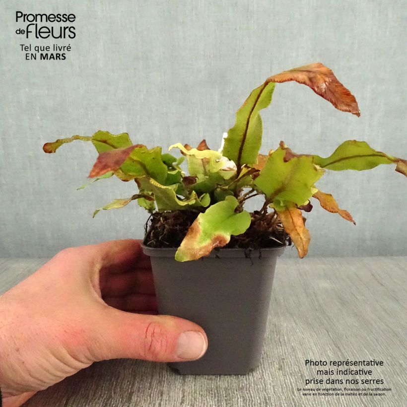 Exemplar von Asplenium scolopendrium Undulatum Angustatum - Hirschzungenfarn Kleine Töpfe von 8/9 cm wie im Winter geliefert