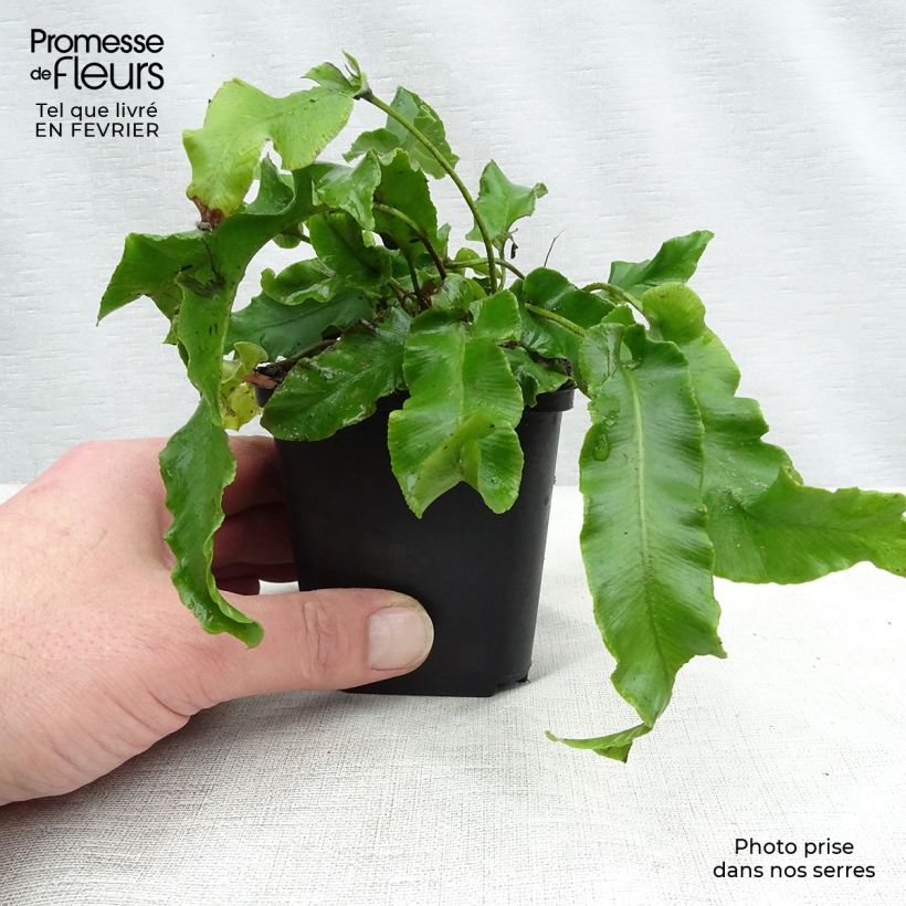 Exemplar von Asplenium scolopendrium Undulatum Group - Hirschzungenfarn Kleine Töpfe von 8/9 cm wie im Winter geliefert