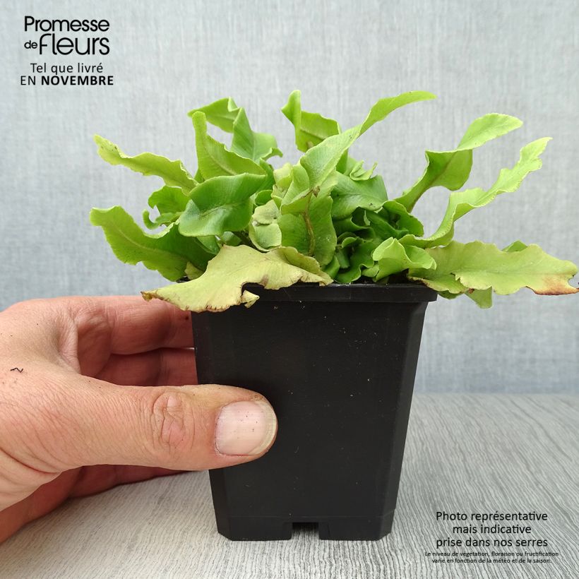 Exemplar von Asplenium scolopendrium Undulatum Group - Hirschzungenfarn Kleine Töpfe von 8/9 cm wie im Herbst geliefert