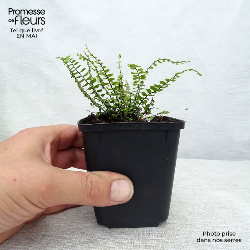 Exemplar von Asplenium trichomanes - Schwarzstieliger Strichfarn Kleine Töpfe von 8/9 cm wie im Frühjahr geliefert