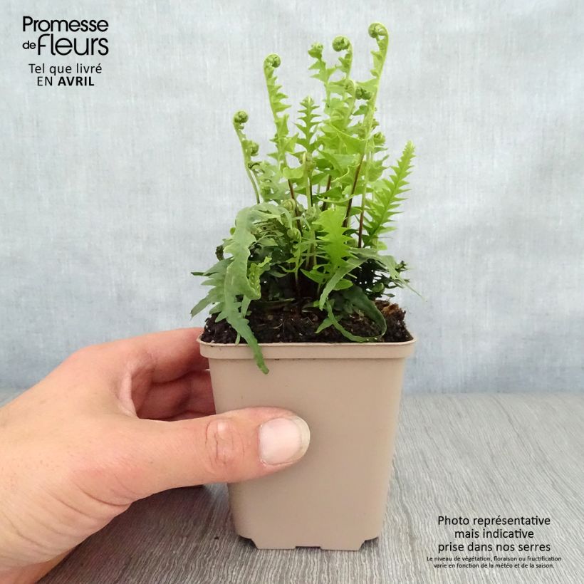 Exemplar von Asplenium ebenoides - Drachenschwanzfarn Kleine Töpfe von 8/9 cm wie im Frühjahr geliefert