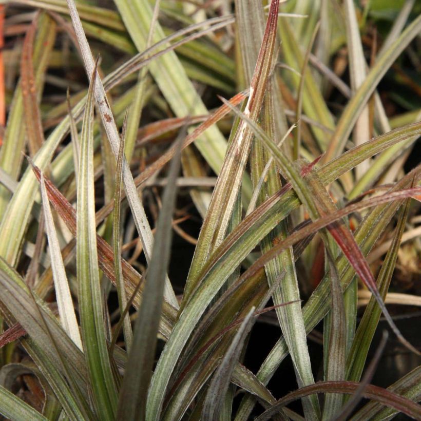 Astelia nivicola Red devil - Astelie (Laub)