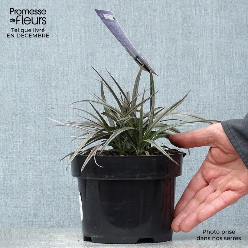 Exemplar von Astelia nivicola Red devil - Astelie Topf mit 2L/3L wie im Winter geliefert